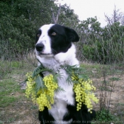 Photo de Border collie