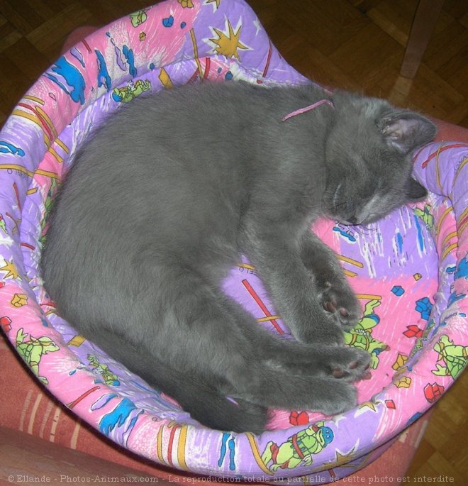 Photo de Chartreux