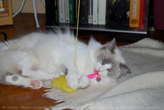 Photo de Ragdoll