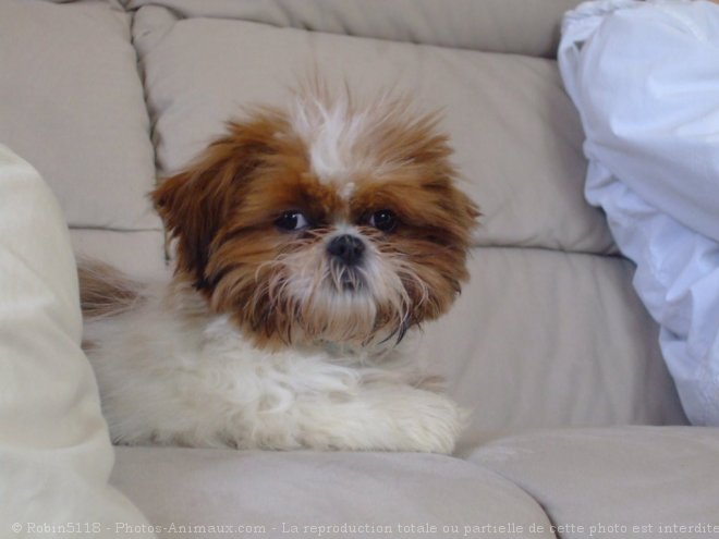 Photo de Shih tzu