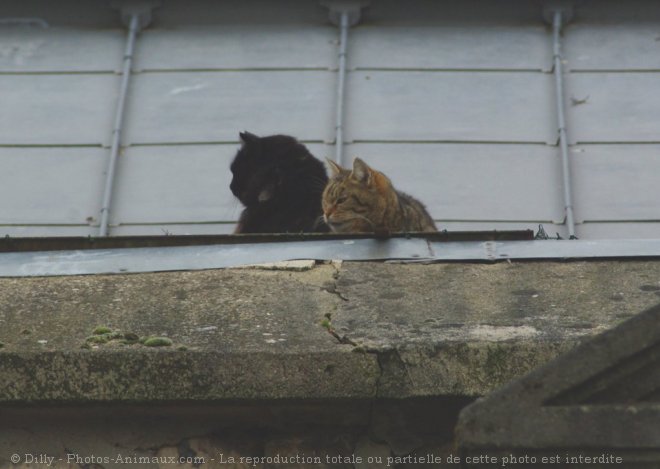 Photo de Chat domestique