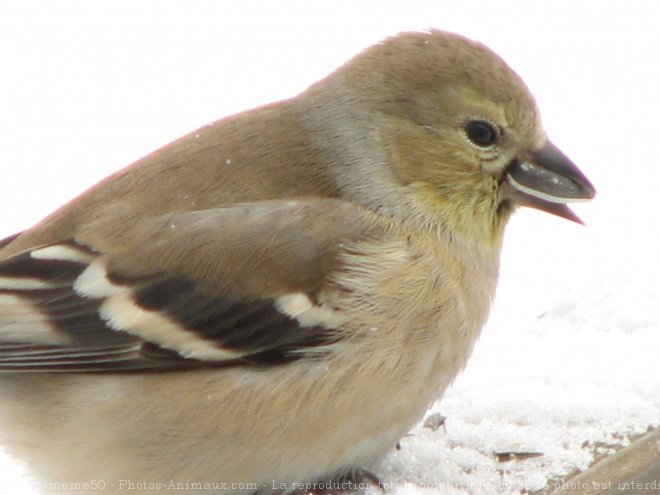 Photo de Chardonnet