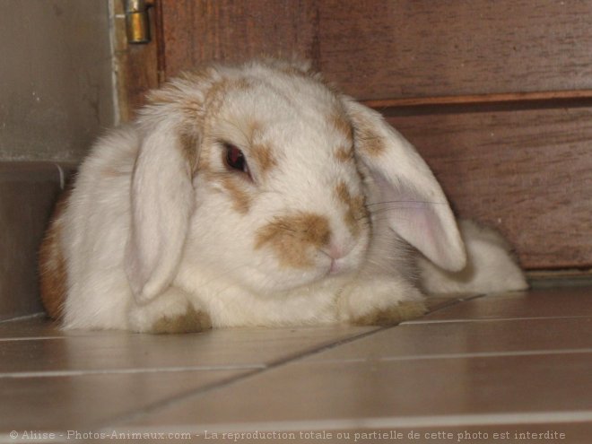 Photo de Lapin