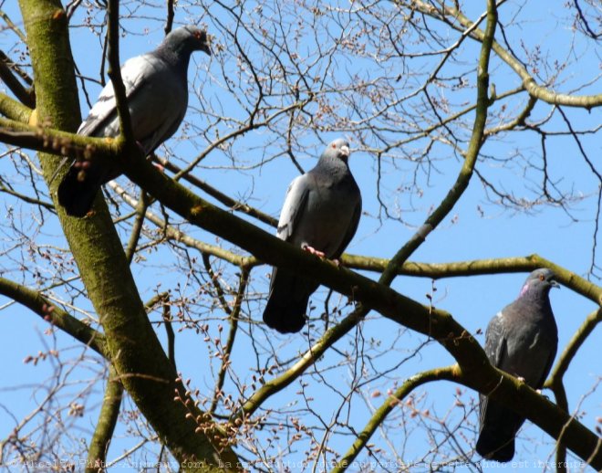 Photo de Pigeon