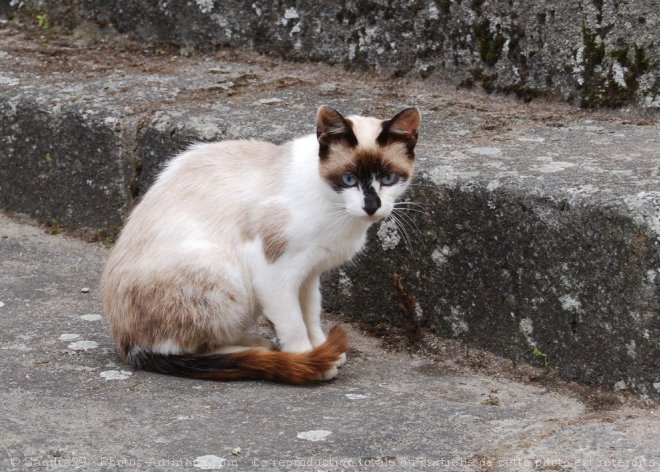 Photo de Chat domestique