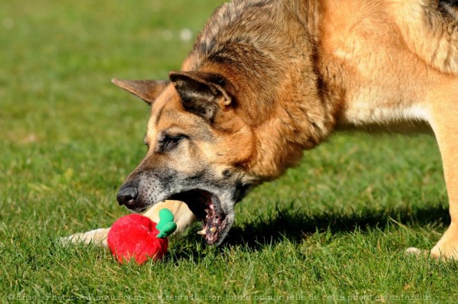 Photo de Berger allemand  poil court