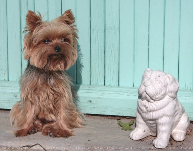 Photo de Yorkshire terrier