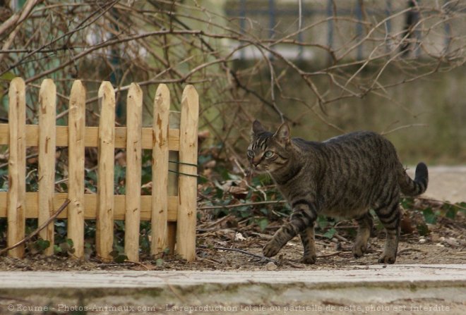 Photo de Chat domestique