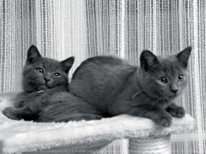 Photo de Chartreux