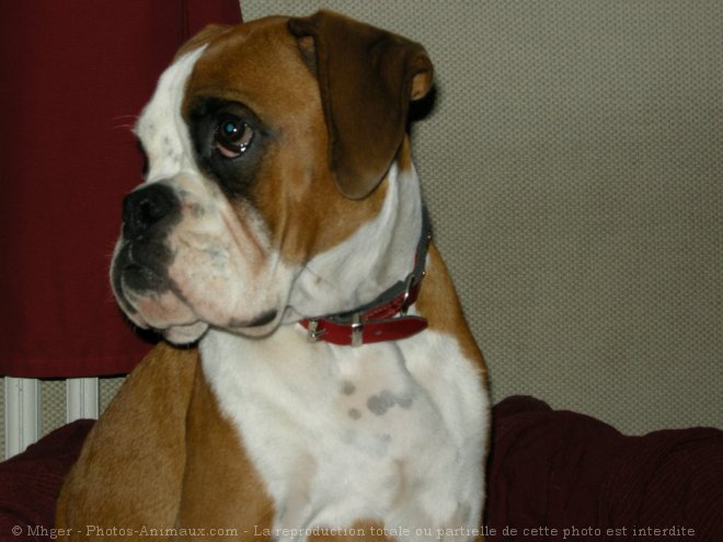 Photo de Boxer