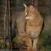 Photo de Chat des marais