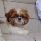 Photo de Shih tzu