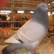 Photo de Pigeon