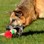 Photo de Berger allemand  poil court