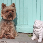 Photo de Yorkshire terrier