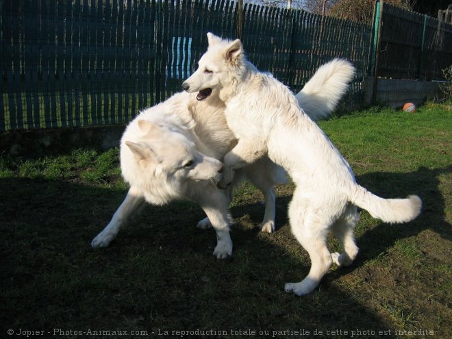 Photo de Berger blanc suisse