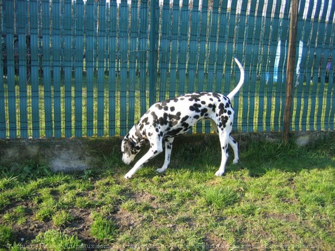 Photo de Dalmatien