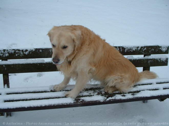 Photo de Golden retriever