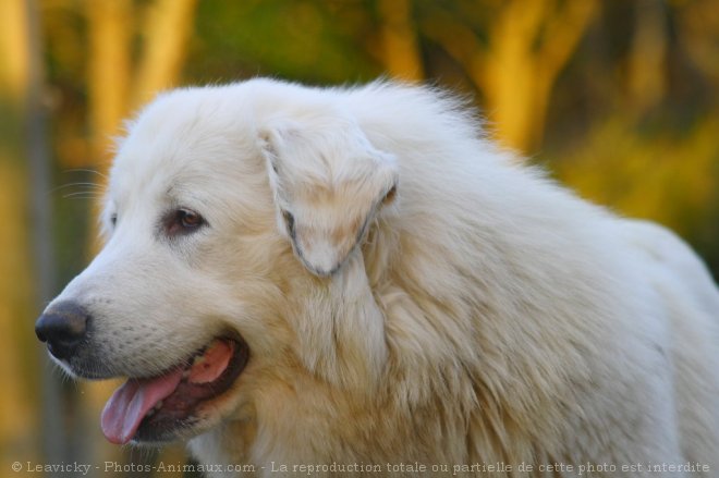 Photo de Chien de montagne des pyrnes