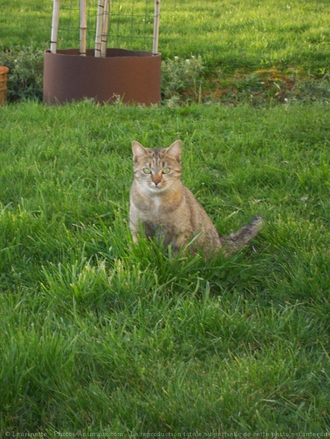 Photo de Chat domestique