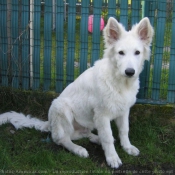 Photo de Berger blanc suisse