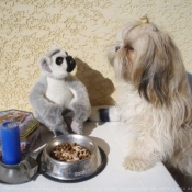 Photo de Shih tzu