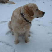 Photo de Golden retriever