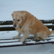 Photo de Golden retriever