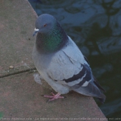 Photo de Pigeon