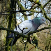 Photo de Pigeon