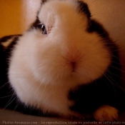 Photo de Lapin