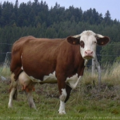 Photo de Vache - montbliarde