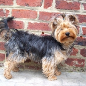 Photo de Yorkshire terrier