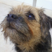 Photo de Border terrier