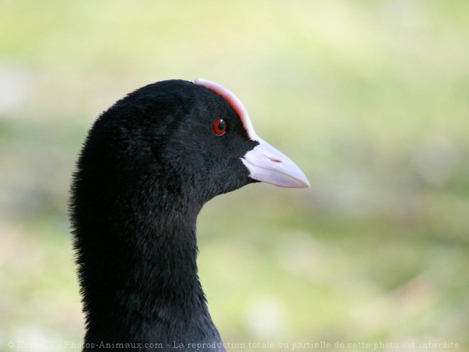 Photo de Foulque macroule