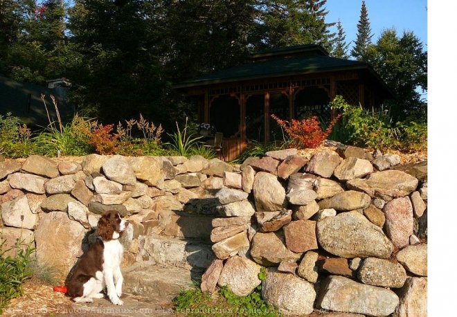 Photo d'English springer spaniel