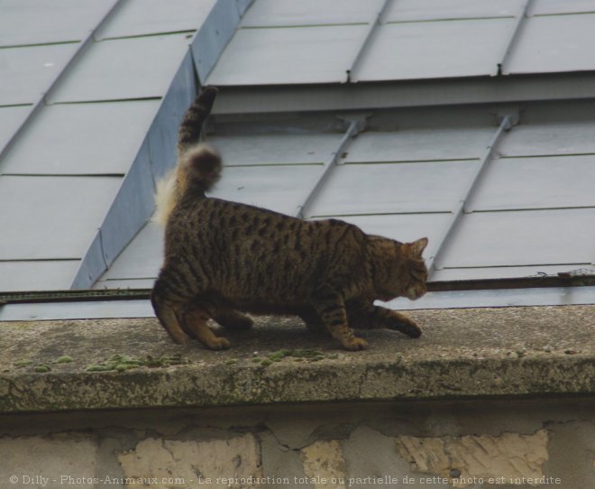 Photo de Chat domestique