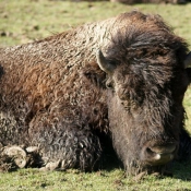 Photo de Bison