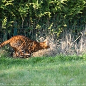 Photo de Bengal