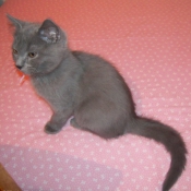 Photo de Chartreux