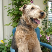 Photo d'Airedale terrier