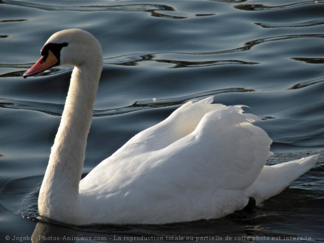 Photo de Cygne