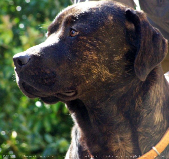 Photo de Rottweiler