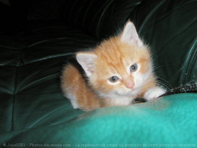 Photo de Chat domestique