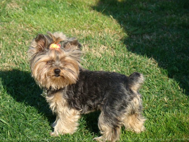 Photo de Yorkshire terrier