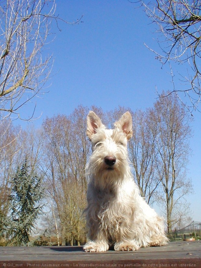 Photo de Scottish terrier