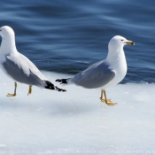 Photo de Mouette