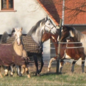 Photo de Races diffrentes