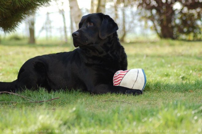 Photo de Labrador retriever