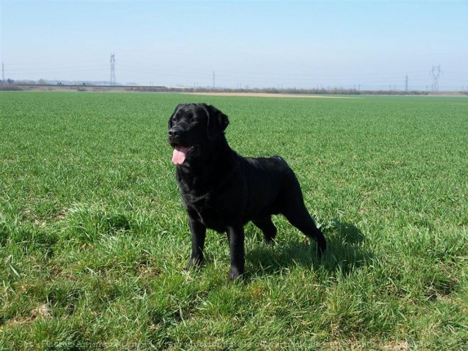 Photo de Labrador retriever